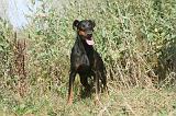 DOBERMANN 084